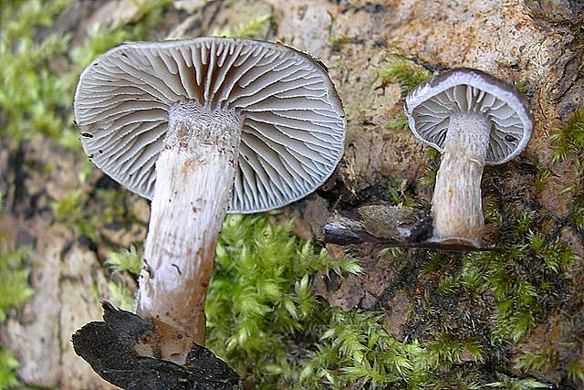 le  Specie  invernali  del  Leimental